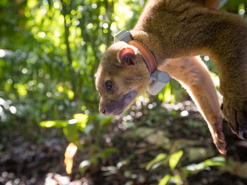 Kinkajou tagging in Panama Credit: Untamed Science Roland