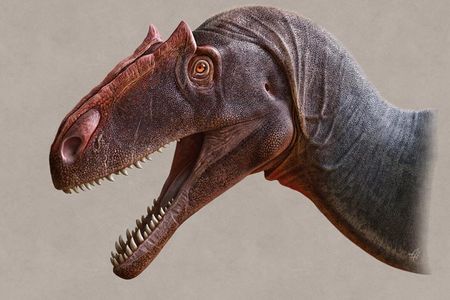 An artist's illustration of Allosaurus jimmadseni, a newly described species of Jurassic carnivore