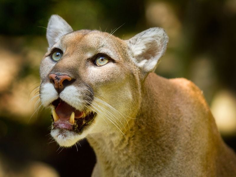 Bird-Watching Cougar of the Carolinas | Smithsonian Photo Contest ...