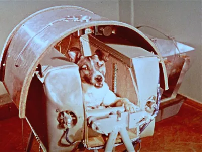 Laika, before the launch that made her the first living creature in orbit.