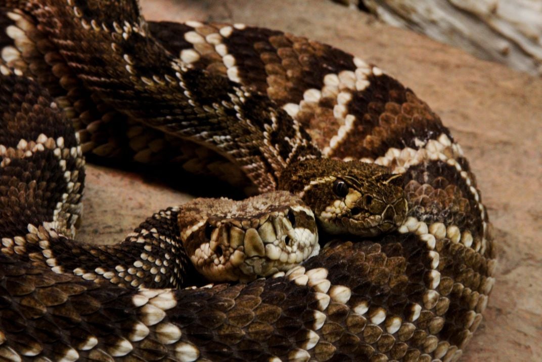 Two raddled snakes | Smithsonian Photo Contest | Smithsonian Magazine