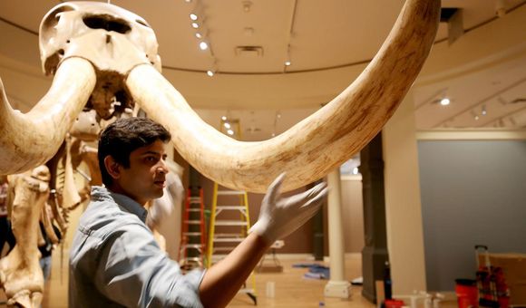What's a mastodon doing at SAAM? Dr. Advait Mahesh Jukar, a Deep Time Fellow and Paleontologist at the Smithsonian's National Museum of Natural History, answers our questions.