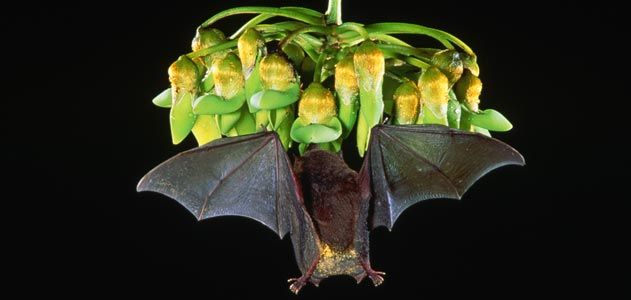 Bat feeding on flowers in flight