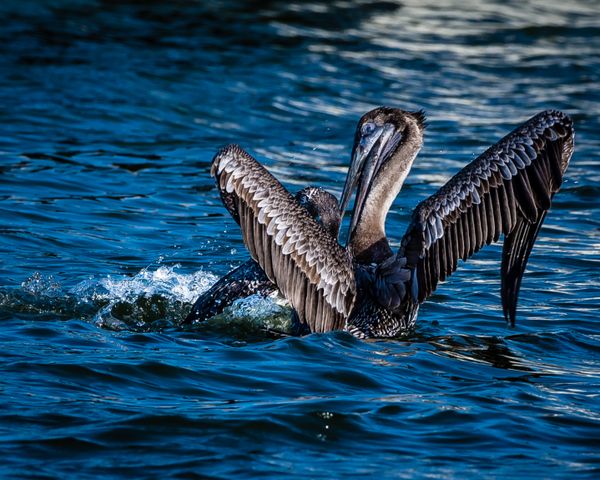 Brown Pelican fighting with Common Loon thumbnail