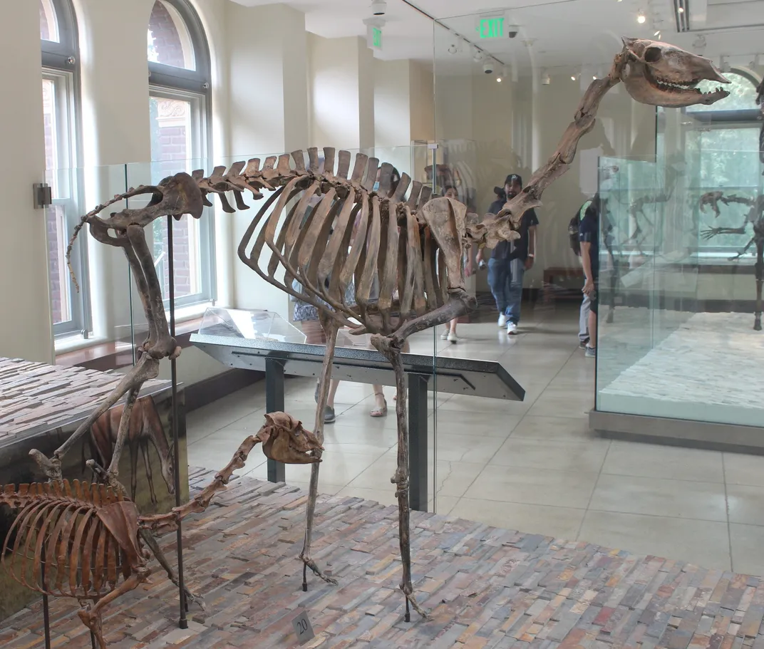 skeleton of a long-necked camel