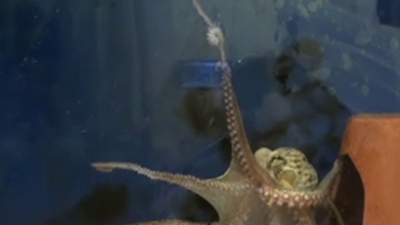 Preview thumbnail for Eating the Amputated Arm of Another Octopus