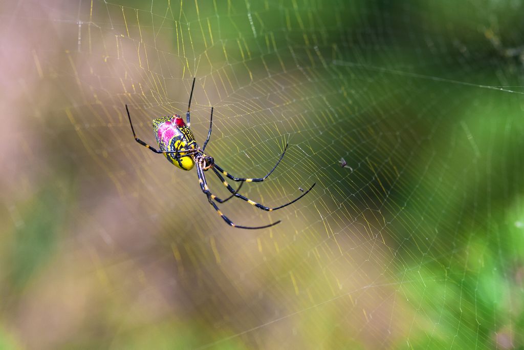 A Jorō spider crawls across its web