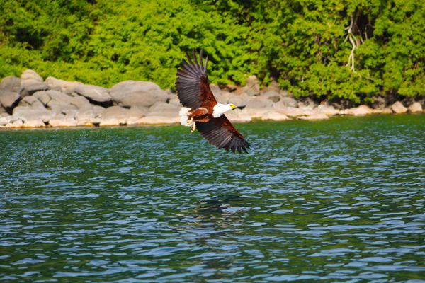 Hunter Bird eagle searching food over the lake thumbnail