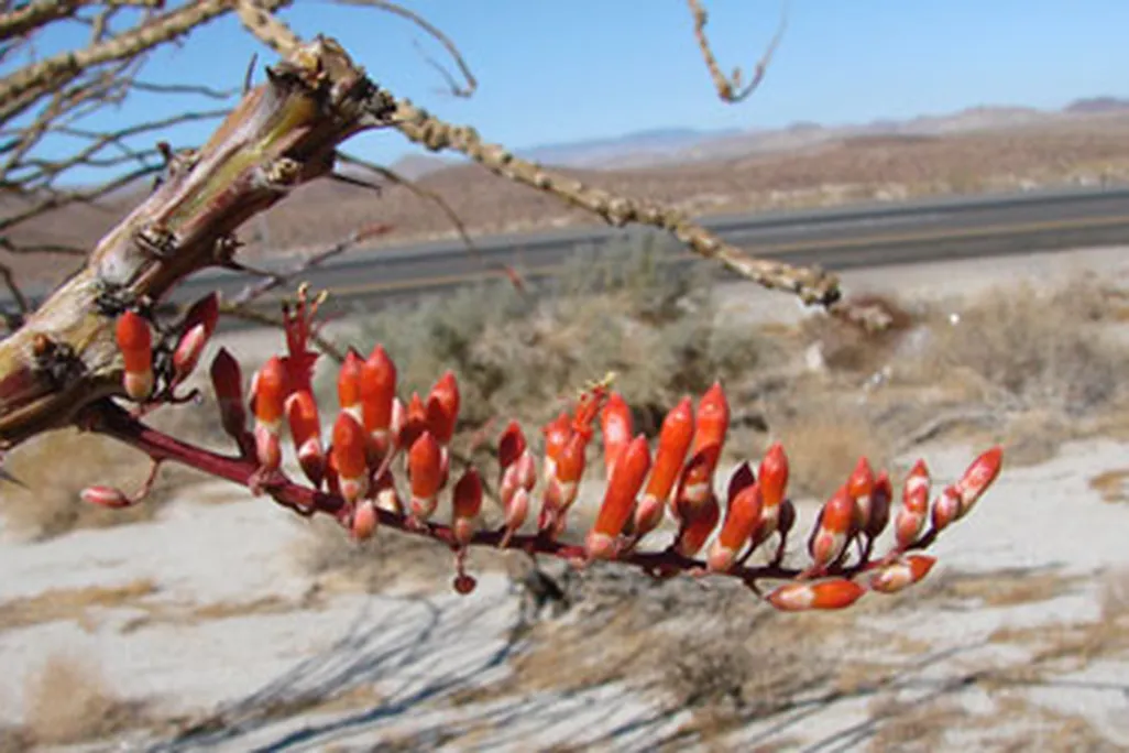 An ocotillo flower