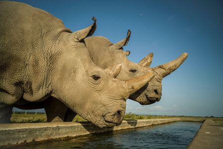 Najin (left) and Fatu, the last two northern white rhinos, on the day before their eggs were harvested.