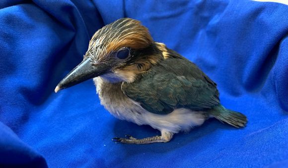 A 28-day-old female Guam kingfisher chick at the Smithsonian Conservation Biology Institute.