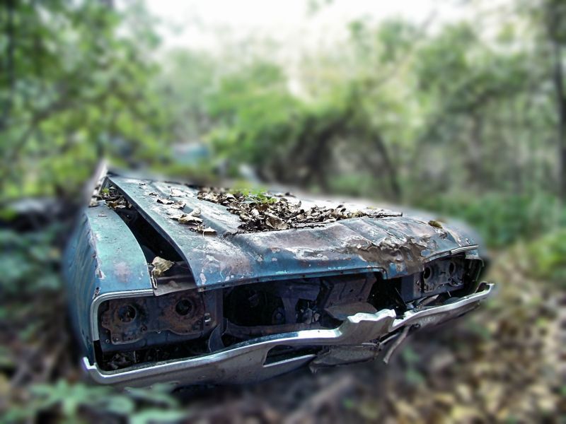 Old car in forest where Nature claims all. Smithsonian Photo Contest