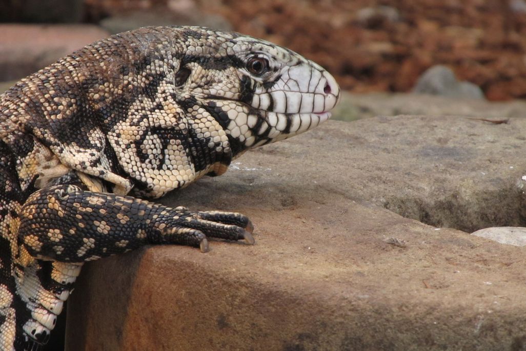 A close-up of a black-and-white tegu sitting on a rock