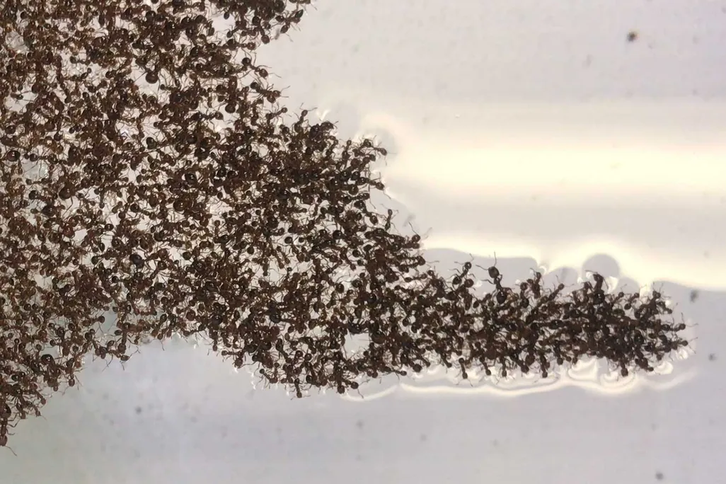 A fire ant swarm protrusion