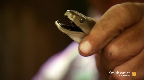 Preview thumbnail for Catching Africa's Deadliest Snake