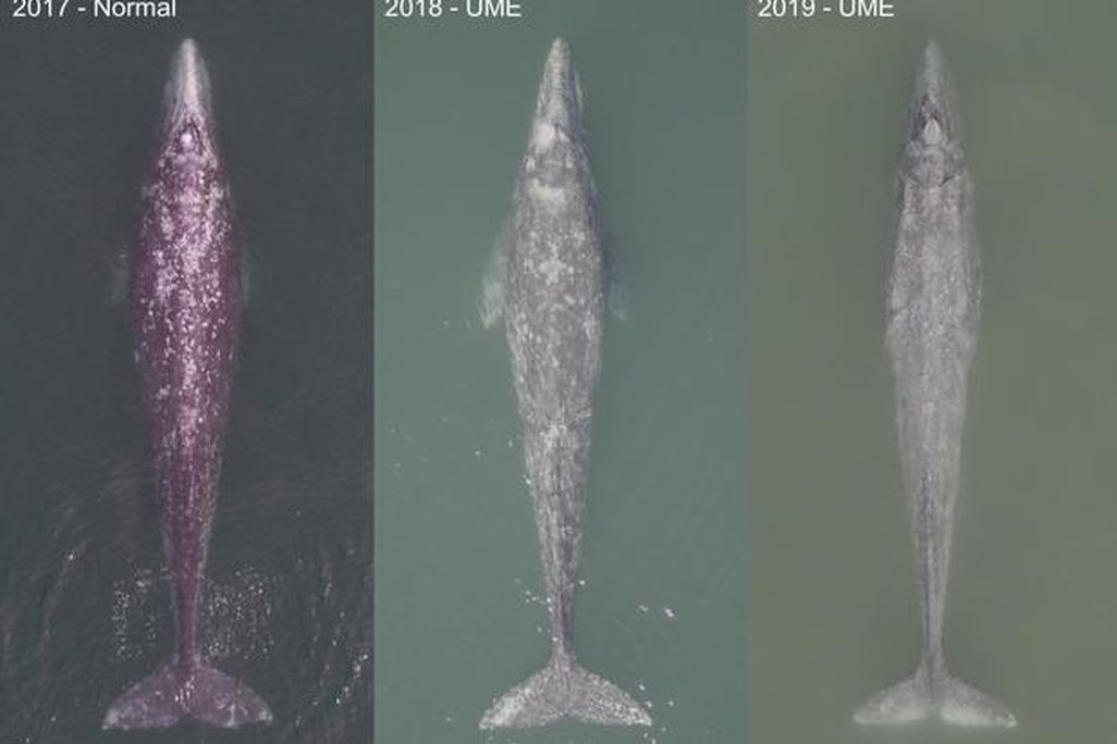 gray whales