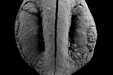 An ancient grape seed found at the Lake Hula site