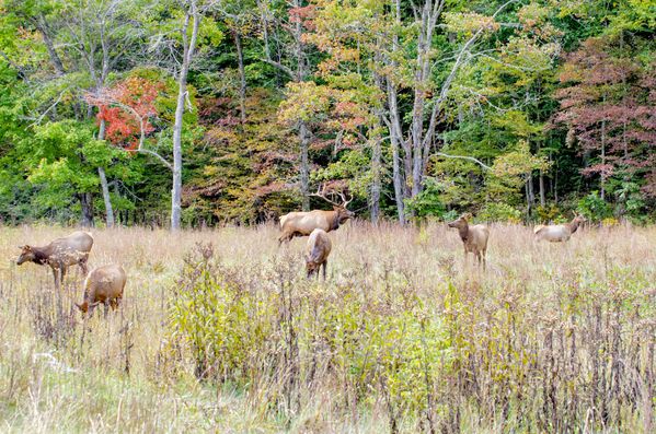 Herd of Elk in Cataloochee, NC thumbnail