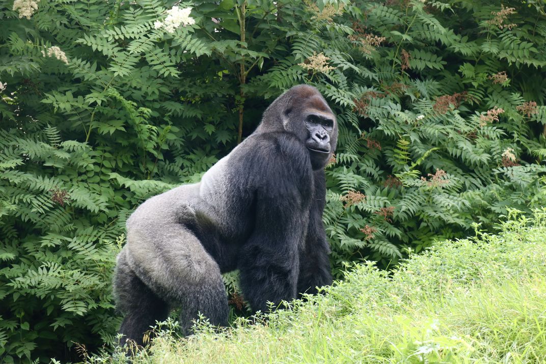 Silverback Gorilla at the Omaha Henry Doorly Zoo | Smithsonian Photo ...
