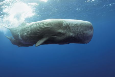 In the Mediterranean Sea, ship strikes are the leading cause of death for sperm whales.