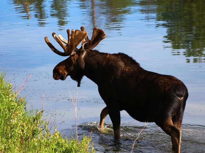 Rocky Mountain bull moose | Smithsonian Photo Contest | Smithsonian ...