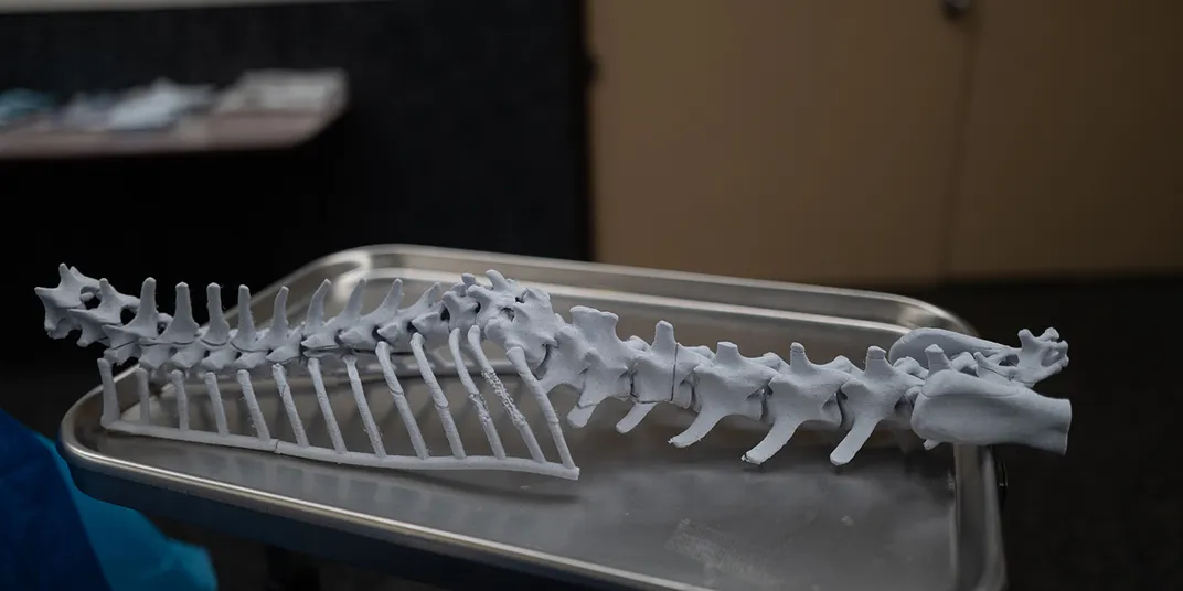 A 3D-printed cheetah spine model. It has a distinct bend in the middle.