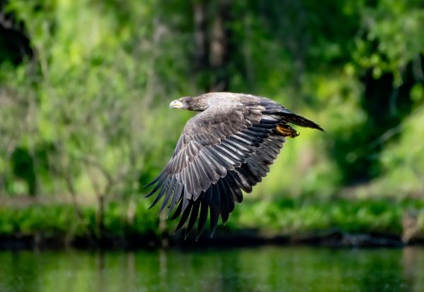 Young bald eagle in flight thumbnail