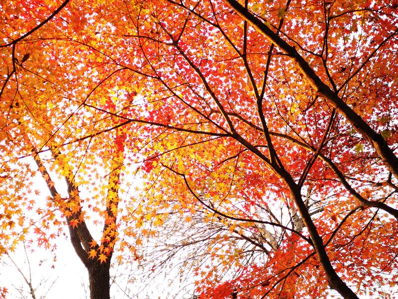 Red Maple Tree | Smithsonian Photo Contest | Smithsonian Magazine