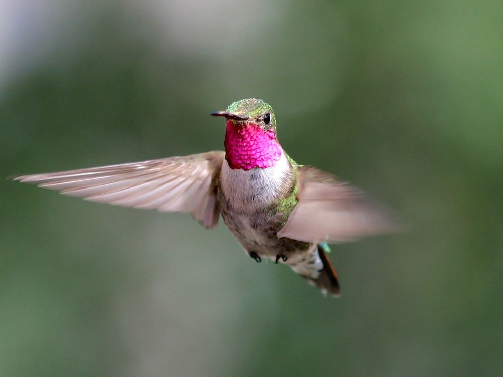 male broad-tailed hummingbird