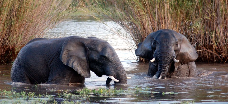  Elephants in South Africa's Marakele National Park. 