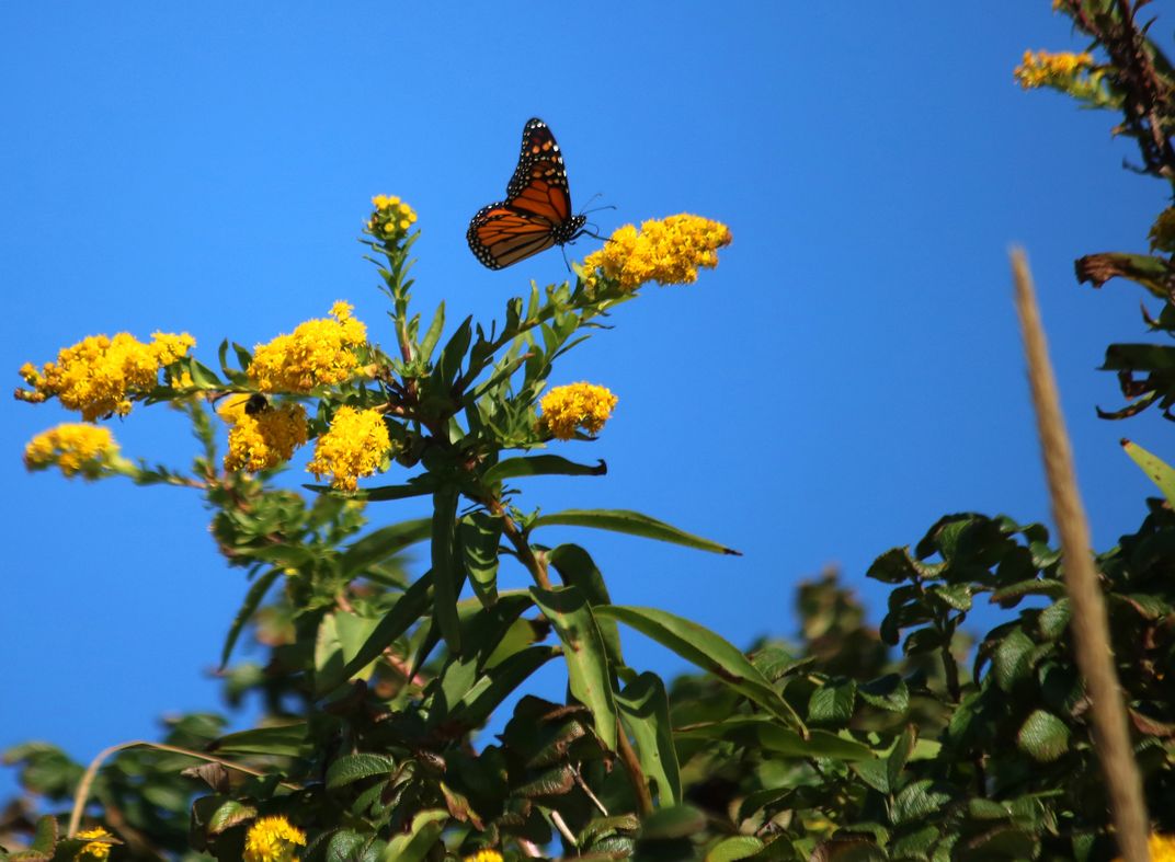 Butterfly Yellow Flower at the beach. Smithsonian Photo Contest