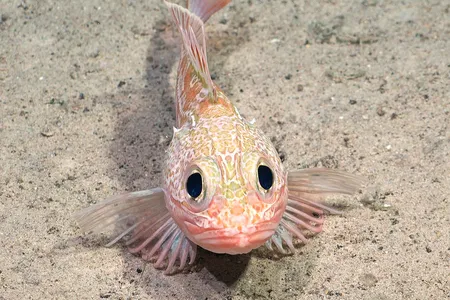 A scorpionfish swims along an unnamed seamount on the Nazca Ridge in the Pacific Ocean.