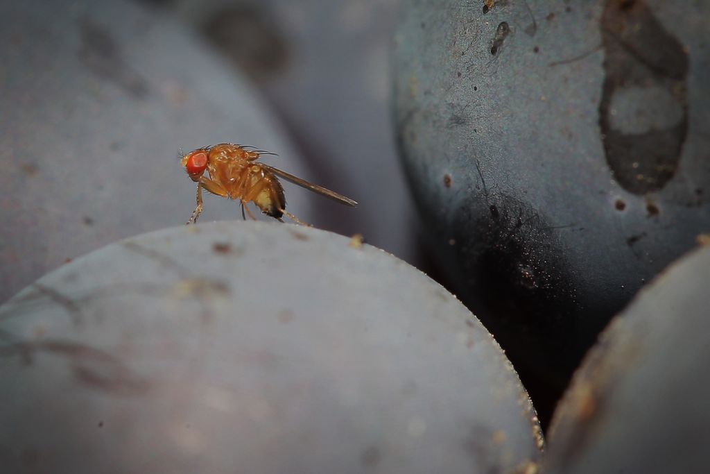 A fruit fly sitting on a grape