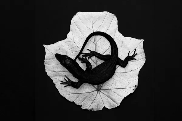 Shadowprint thumbnail