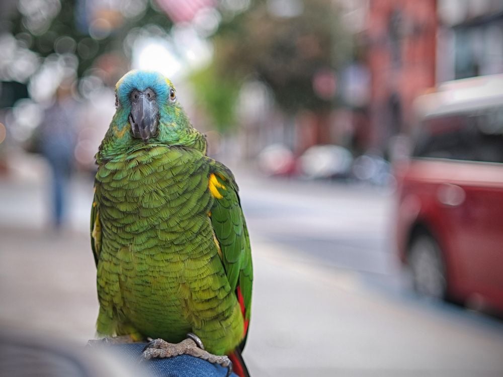 Parrot in the City