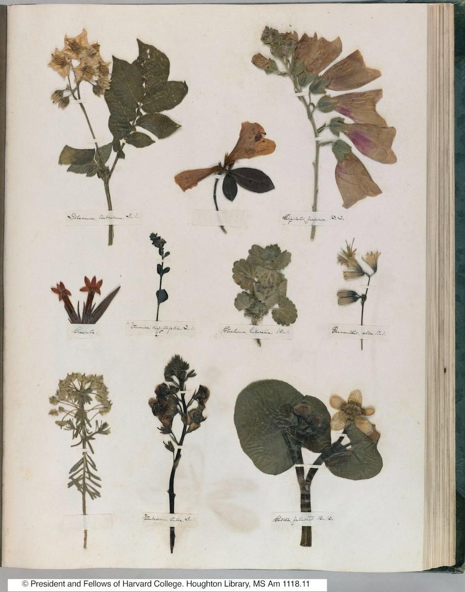 A page from Emily Dickinson's herbarium