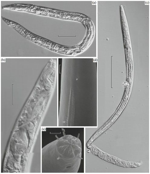 frozen-nematode-2.jpeg