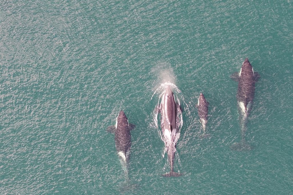 Orcas swimming in the ocean as seen from above