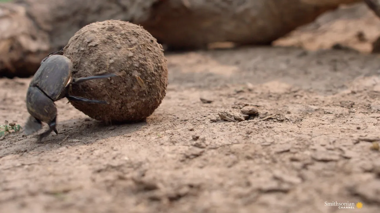 Preview thumbnail for Is This African Insect the Strongest in the World?