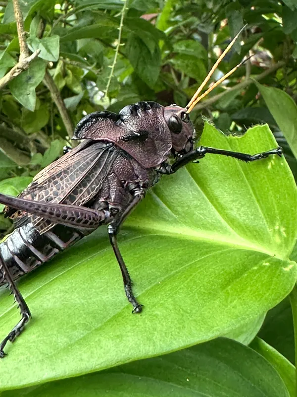 Grasshopper in Torteguero, Costa Rica thumbnail