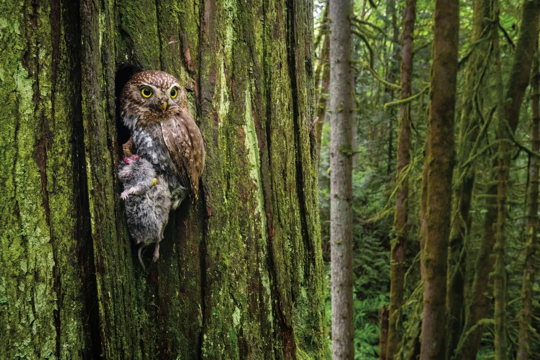 Northern pygmy-owl