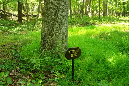 A witness tree on Stuart's Hill loop trail in Manassas National Battlefield Park
