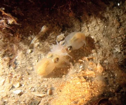 A pair of romantic southern bottletail squids.