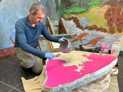 The slab was donated to an Australian high school by a geologist who discovered it at a nearby coal mine.