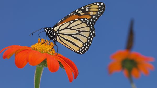 Sunflower monarchs thumbnail