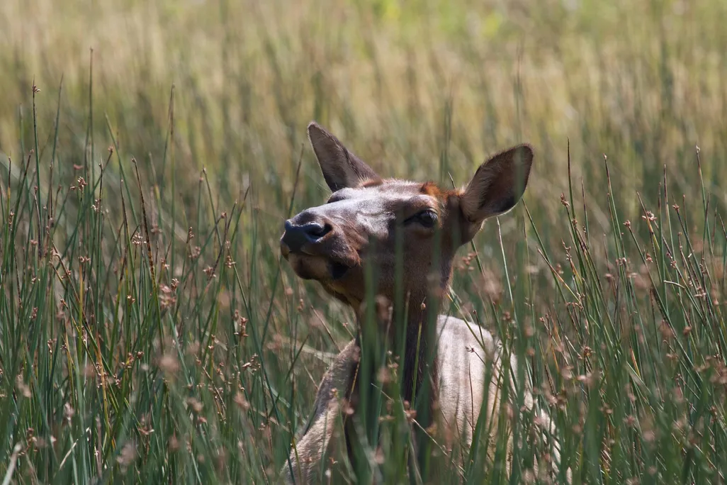 Elk