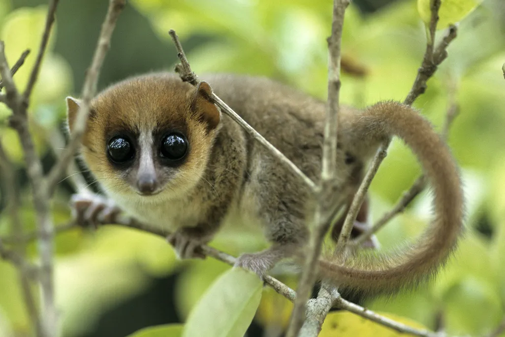 Mouse Lemur