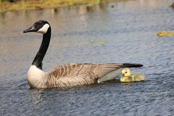 Canadian Goose with Gosling thumbnail