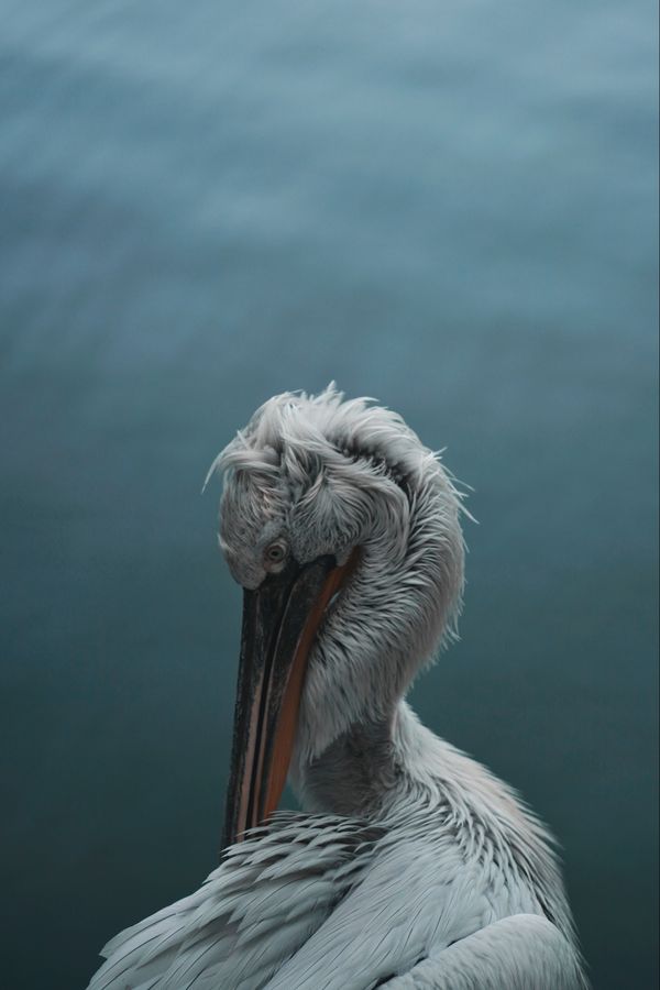 Curly pelican in thinking pose. Rostov-on-Don, Russia.
