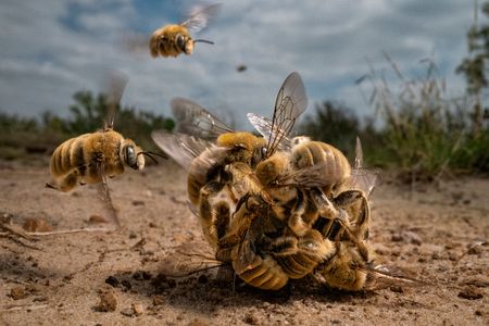 The image captured in South Texas shows cactus bees (Diadasia rinconis) in a rare and intimate moment as they swarm into a mating ball for a chance to mate with one female bee.
&nbsp;